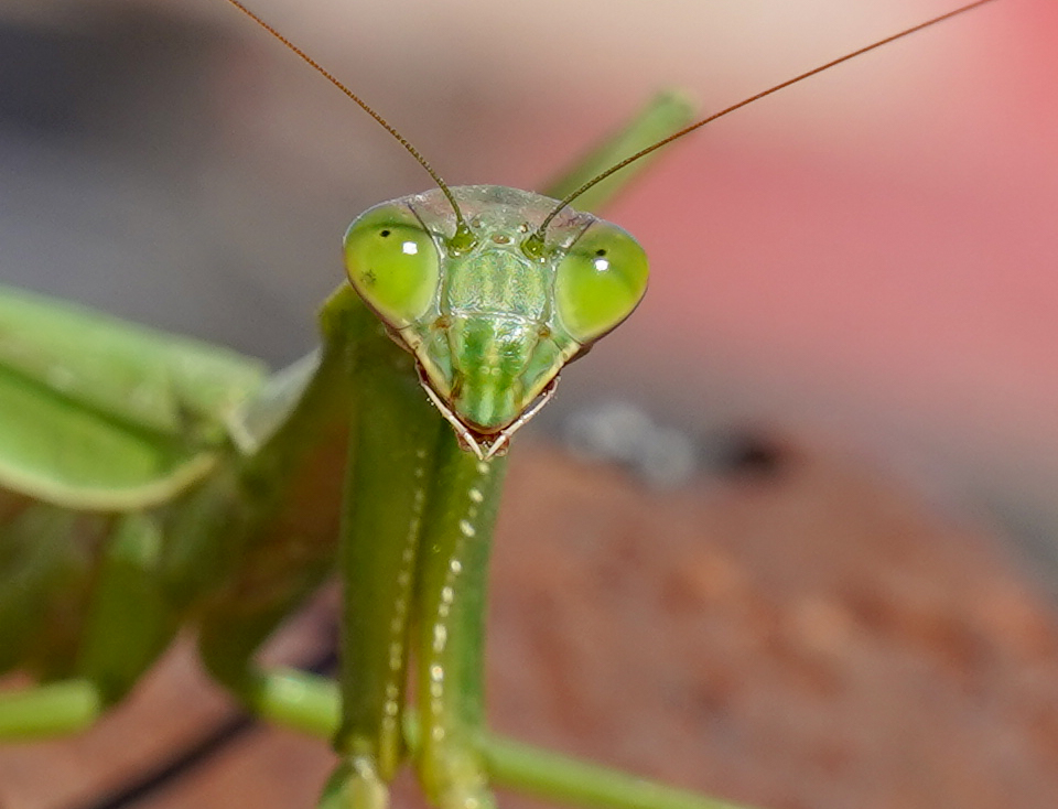 a praying mantis a praying mantis